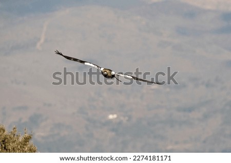 Adult Spanish Imperial Eagle flying within its territory in mountainous area of Mediterranean forest with the first light of day
