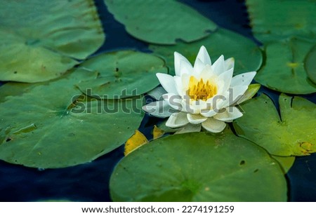 Waterlily in pond water. Water lily. White water lily. Water lily in summer pond Royalty-Free Stock Photo #2274191259