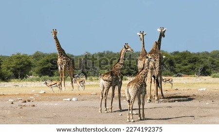 The towering giraffe, with its long neck and gentle eyes, gracefully munches on leaves from tall trees on the African savannah Royalty-Free Stock Photo #2274192375