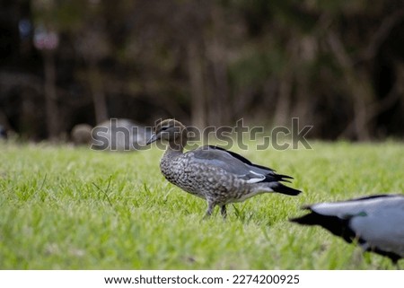 The Picture of Australian Wood Duck walking need a private place.
