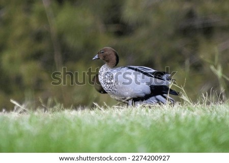 The Picture of Australian Wood Duck focus on walking pass his friend.