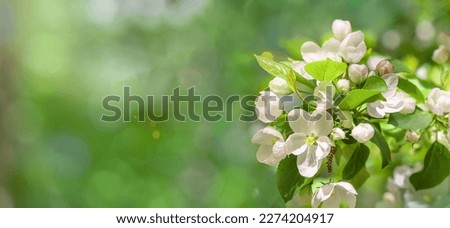 beautiful blossoming apple blossoms on a blurry green background on a clear sunny spring day