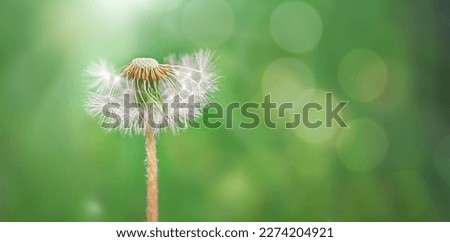 A blooming dandelion in the rays of spring sunlight on a green background. The joy and pleasure of children and the feeling of natural freedom.