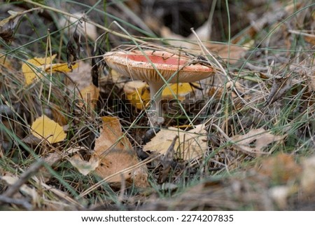 Amanita muscaria mushroom growing in the autumn forest.