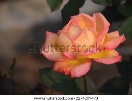 A beautiful rose picture,rose picture