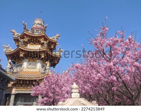 The view of beautiful cherry blossom at the park in Linkou in New Taipei City in Taiwan