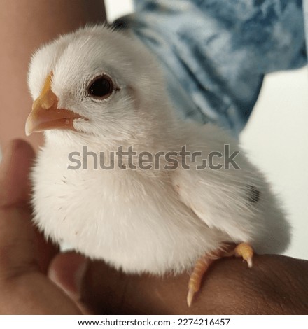 a cute white Chicken of 