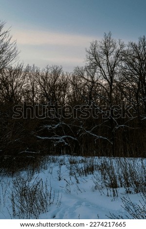 Bare trees grow in the winter in the forest in the evening at sunset