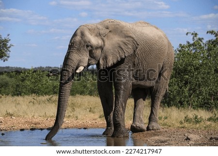 scenic picture of a big african elephant at a waterhole