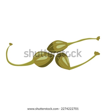 Capers. Vector illustration on a white background.