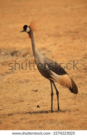 grey crowned crane bird, brown background