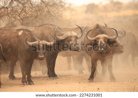 a herd of african buffalos in dusty air