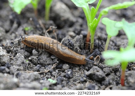 A shellless snail, slug eating young vegetables, sprouting radish in the spring in a vegetable garden. Royalty-Free Stock Photo #2274232169