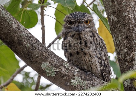 Tawny Frogmouth looking at camera with eyes open Royalty-Free Stock Photo #2274232403
