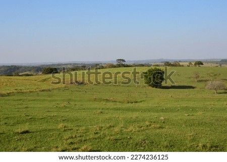 Ranch, Rural area in Brazil, with several trees cut for pasture area, Brazil, South America, panoramic view