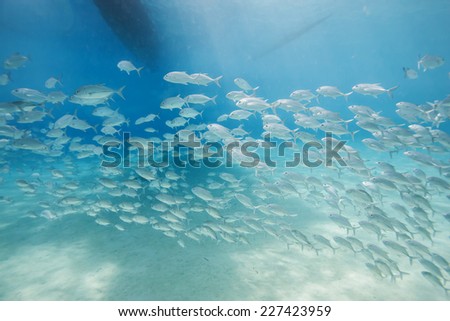 school of jack fish in Dimakya island, Palawan, Philippines.