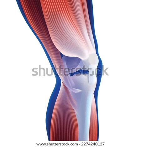 3D illustration of thigh and calf muscles connected to knee bone on dark blue background. It is used in medicine, sports and education. Royalty-Free Stock Photo #2274240127