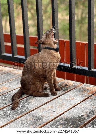 A Siamese cat yawning at balconies