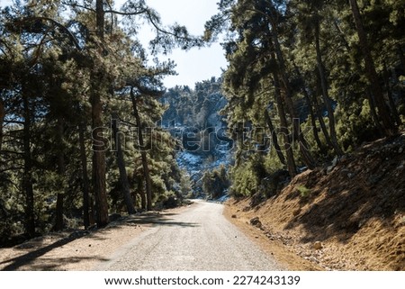 Forest road on a sunny day. Adventure and travel. Turkey