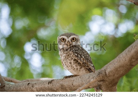 A beautiful picture of owl. 
