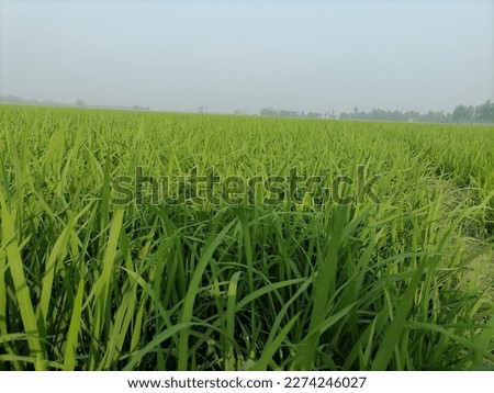 Photo backgrounds agricultural land picture 