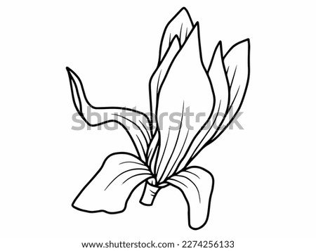 Hand drawing and sketch chrysolite flower line art