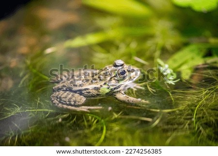 Daruma pond frog (Pelophylax porosus) is a species of frog in the family Ranidae. Its natural habitats are temperate grassland, rivers, freshwater marshes, ponds, irrigated land, and canals. Royalty-Free Stock Photo #2274256385