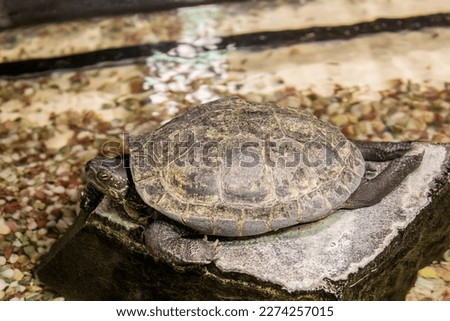 Chinese pond turtle (Mauremys reevesii) is a species of turtle in the family Geoemydidae. The species is native to East Asia.
It is one of the two most commonly found species used for divination.  Royalty-Free Stock Photo #2274257015