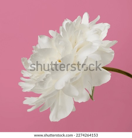 White peony flower isolated on pink background.