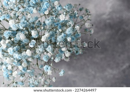 Beautiful dyed gypsophila flowers on light grey background, closeup. Space for text