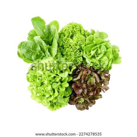 Fresh Romaine Lettuce , Cos Lettuce, Red and Green Oakleaf lettuce Vegetable salad isolated on white background. Royalty-Free Stock Photo #2274278535