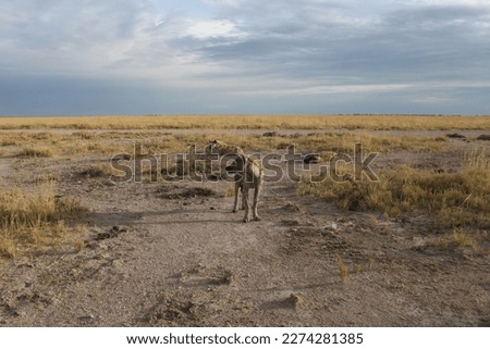 Hyena group in Etosha National Park