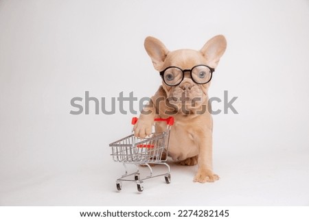 isobel-colored French bulldog puppy with glasses with a shopping basket on a white background