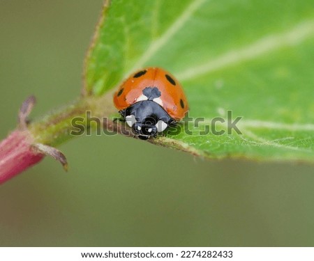 A close-up macro picture of a ladybird or ladybug on a leaf