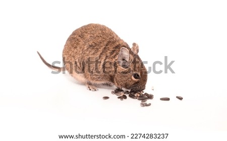 Chilean squirrel Daegu eats sunflower seeds, isolated on white background. Exotic pet manual little squirrel.