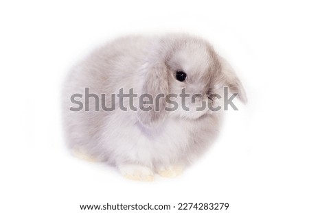 Front view of white cute baby holland lop rabbit standing isolated on white background. Lovely action of young rabbit. Royalty-Free Stock Photo #2274283279