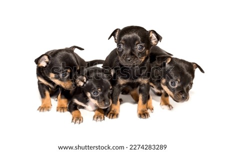 Beautiful chihuahua dog puppy on a white background. Cute, funny dogs.