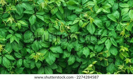 Green wall covered with beautiful green lace wild grape leaves in raindrops, real green background, nature spring renewal concept, fresh natural pattern of wild grape leaves, copy space