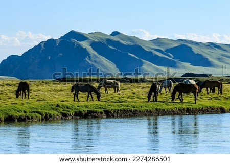 A group of horses were grazing on the grassland