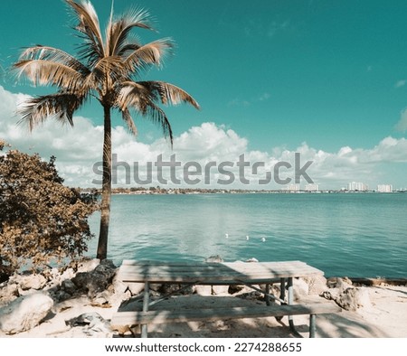 beach with palm trees sky clouds beautiful Florida
