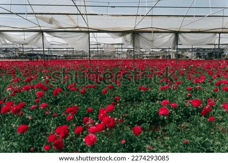 Rose Damascena fields in Turkish greenhouse . High quality photo