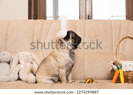 An Easter pug puppy with rabbit ears on his head on the couch at home, painted eggs and a basket. Easter Pet.