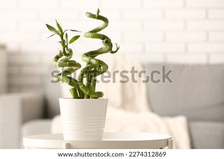 Pot with bamboo plant on table in living room Royalty-Free Stock Photo #2274312869
