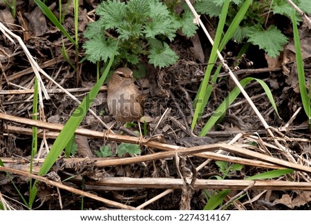 Wren - tiny bird, dark brown plumage, Irish wild birds Royalty-Free Stock Photo #2274314167