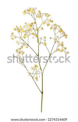 Beautiful colorful gypsophila flowers on white background Royalty-Free Stock Photo #2274314609