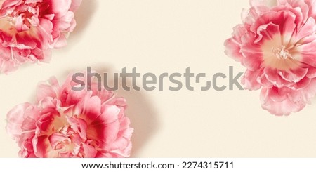 Peony tulips flower spring holiday flowery pastel background, minimal flowery banner, floral still life with pink red blooming flowers on beige colored, nature frame wallpaper, top view, copy space