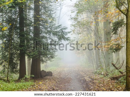 colorful detail of trees in foggy forest in autumn
