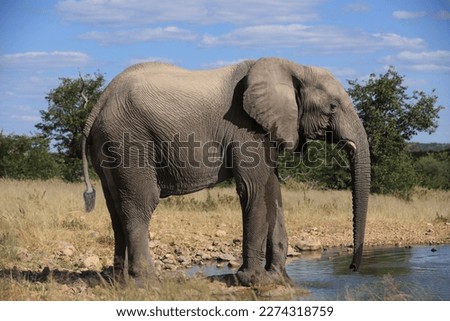 massive african elephant at a waterhole. Blue sky background