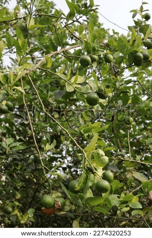 lime tree in the garden are excellent source of vitamin C Green organic lime citrus fruit hanging on tree