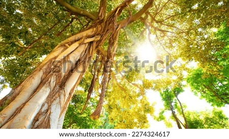 Tropical forest and large tree with lianas, sunny morning in jungle. Tall tree and sun beams, sunny rainforest travel photo.